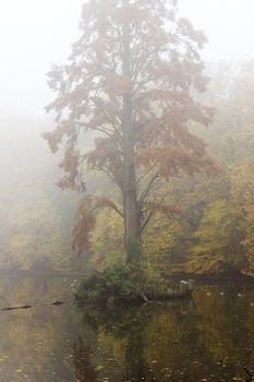foggy morning on the lake