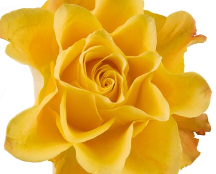 Clouse up of yellow rose on the white