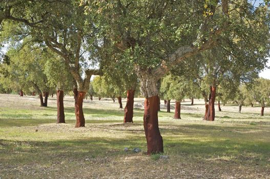 cork trees forest