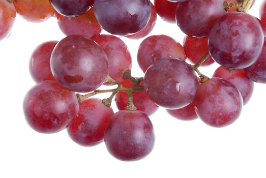 Merlot Grapes on Vine in Vineyard Close-up