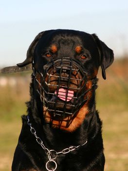 rottweiler and muzzle