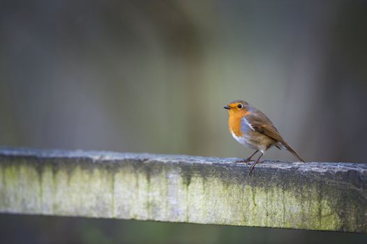 Robin On Fence