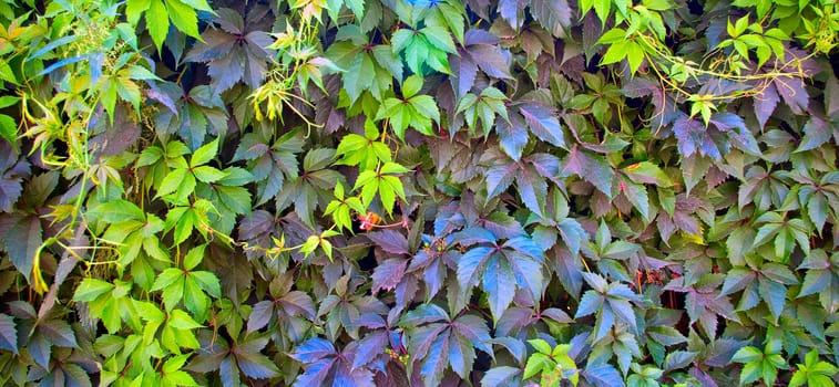 Beautiful green leaves make pattern background
