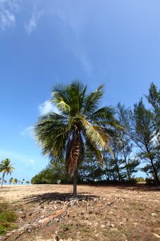 desert palm