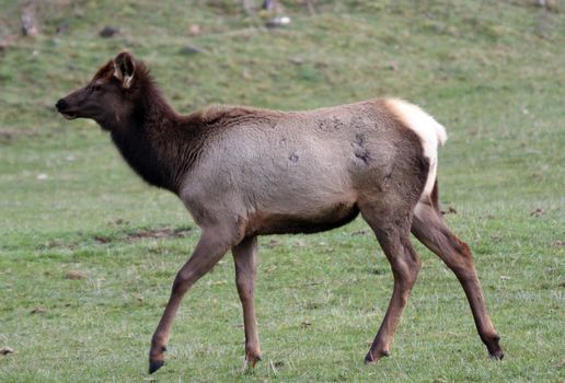 Elk.  Photo taken at Northwest Trek Wildlife Park, WA.