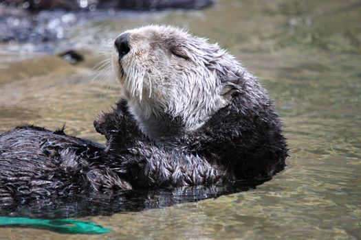 Sea Otter.  Photo taken at Point Defiance Zoo, WA.
