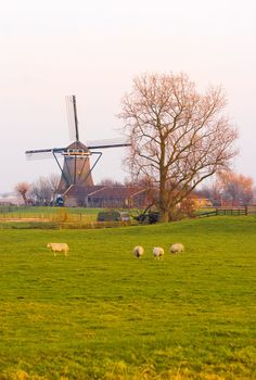 Dutch landscape in winter with mill and sheep