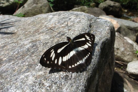 Butterfly on rock