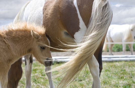 Miniature Horse Foal Standing Beside Mother