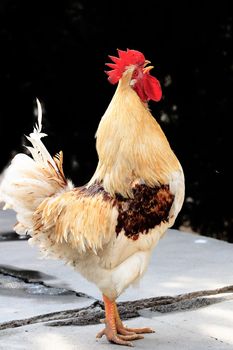 Animal, domesticated fowl, chicken, male chicken,