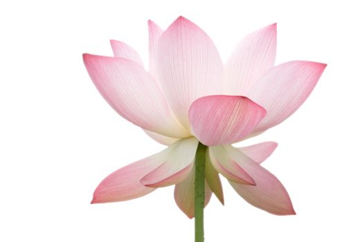 beautiful isolate lotus 
