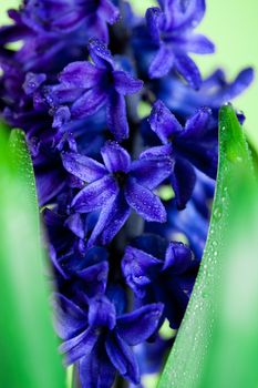 blue hyacinth 