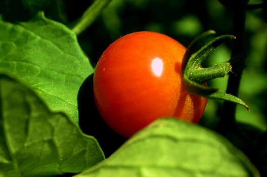 cherry tomatoe hanging on branch surrounded by green leafs