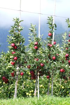 Apfelbäumchen in Südtirol 