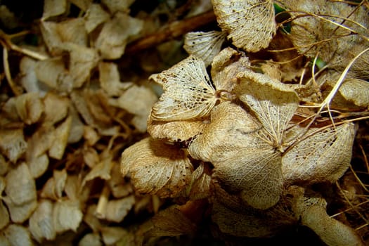 dried hortensia flower