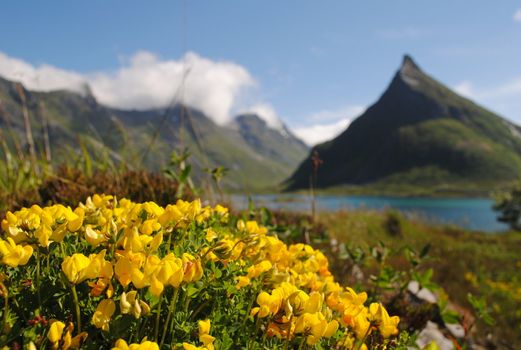Vakre blomster i Nord Norge