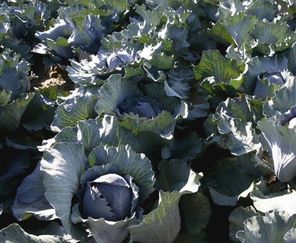 Agriculture in Spain, cabbage cultivation