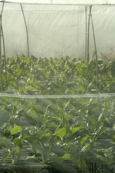 green chard cultivation in a hothouse field