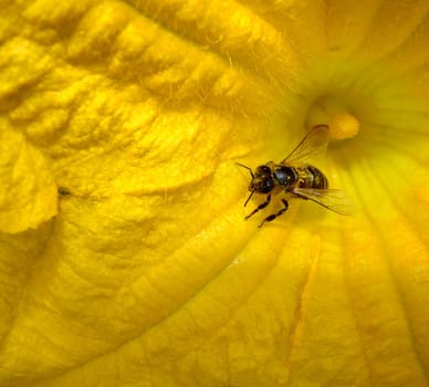 yellow flower with wasp