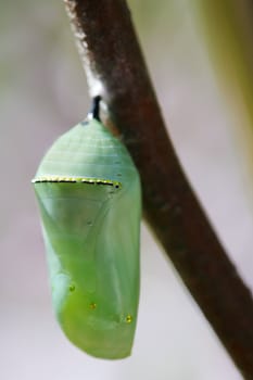 Pale green chrysallis
