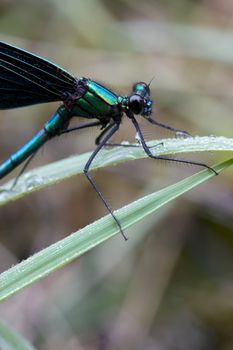 Dragonfly outdoor in summer morning. Macro image