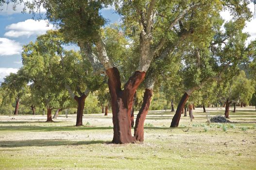 group of cork trees