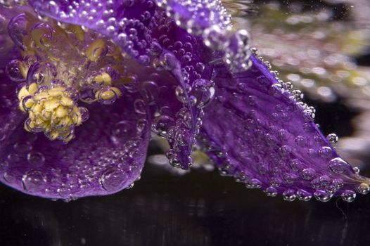 flower, water, bubbles