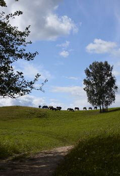 Horses graze in a field. Lithuania, august July