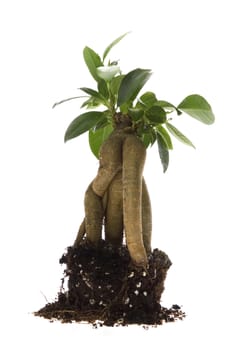 Growing bonsai tree in soil