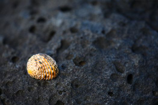 Small shell on black volcanic rock