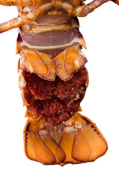 Crayfish tail