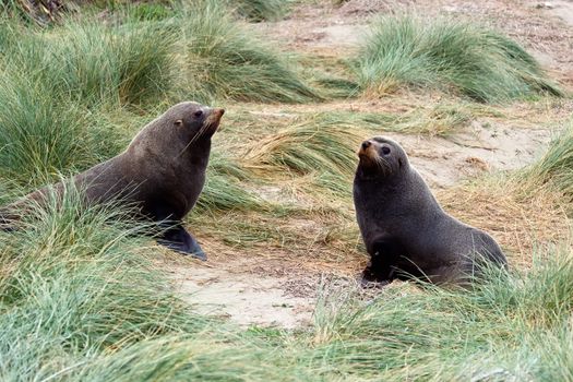 Two seals in the tussock
