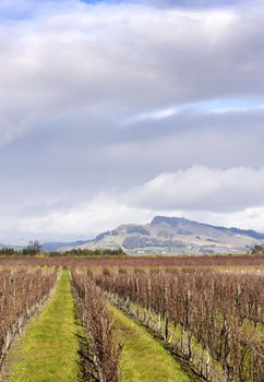 Winter grapevines NZ 03