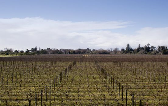 Winter grapevines NZ 04