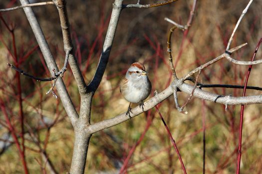 Sparrow Tree Passer montanus