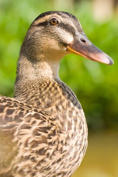 Face of female wild duck. 