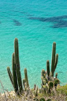 cacti against a blue ocean background