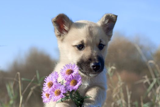 puppy dog hold flowers in forefoots