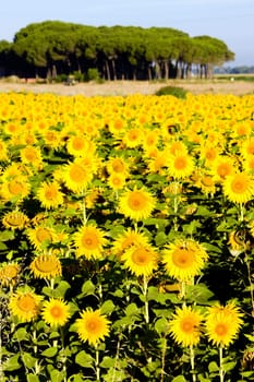 sunflower field, Zamora Province, Castile and Leon, Spain