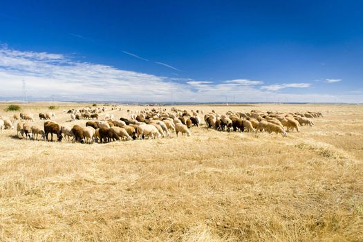 sheep herd, Zamora Province, Castile and Leon, Spain