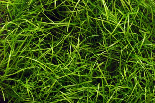 reen grass texture