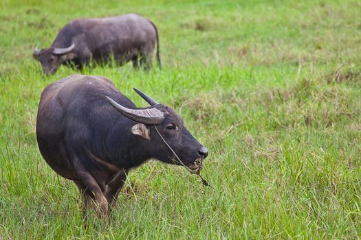 Mammal animal, Thai buffalo in grass field