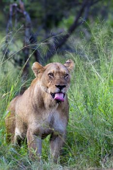 Lioness Yawn