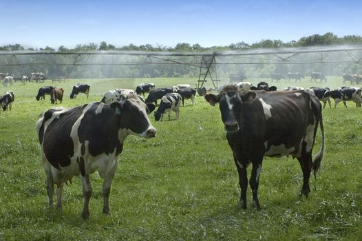 Dairy Cows and Irrigation