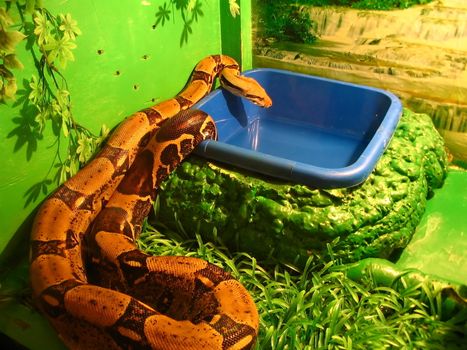 boa constrictor drink water in the serpent-zoo