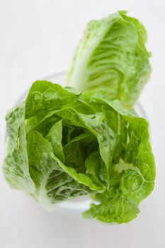 Whole green lettuce