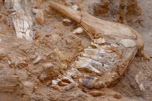 Fossil bone dig