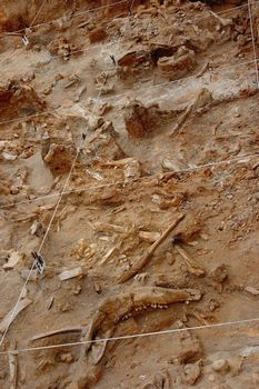 Fossil bone dig