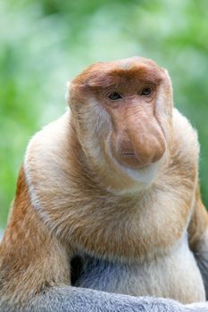 Proboscis monkey 