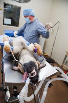 Canine Surgery